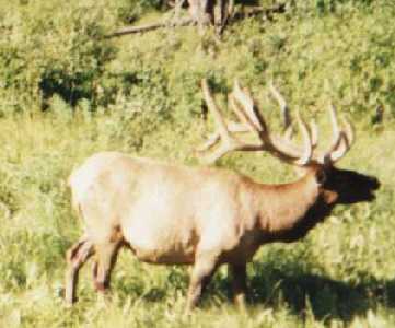 Elk in Jasper N.P.