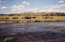 Buffalo's (bisons)